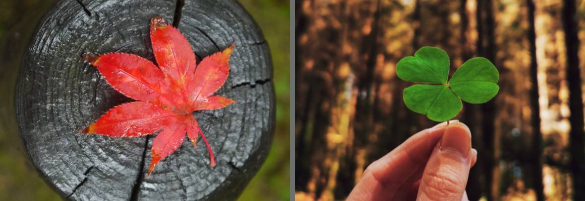Een rood blaadje en een groen blaadje in de natuur