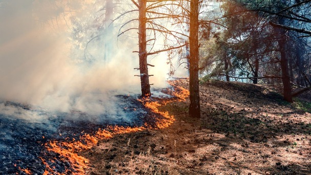 Bosbrand en extreem weer, wat zijn je rechten?