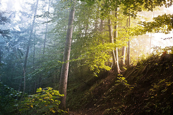 Bomen in het bos