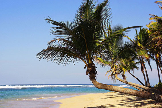Het strand van Punta Cana met palmbomen