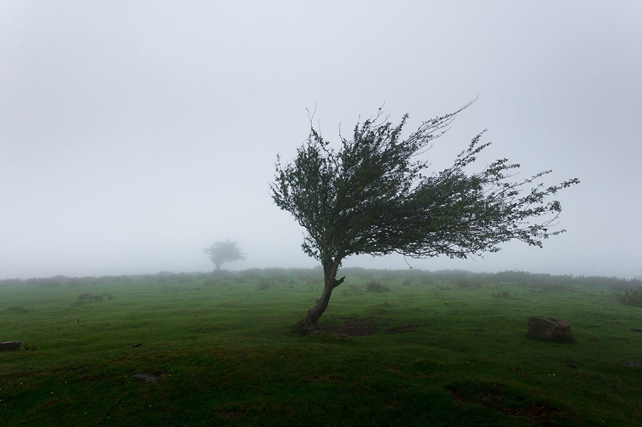 Een flinke wind over het weiland