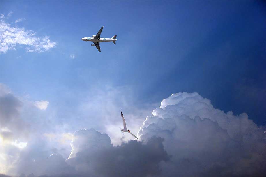 Vliegtuig en vogel in de lucht