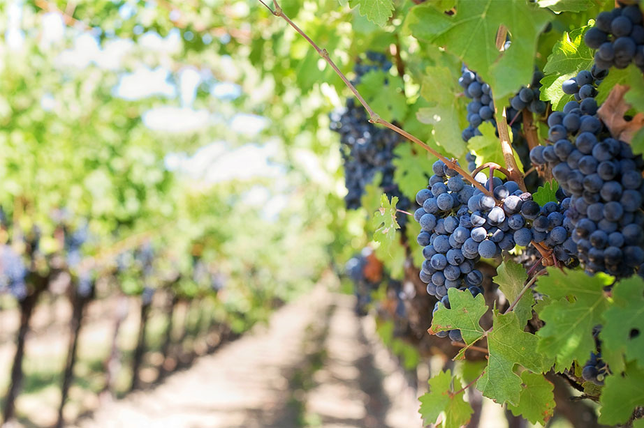 druiven in een wijngaard