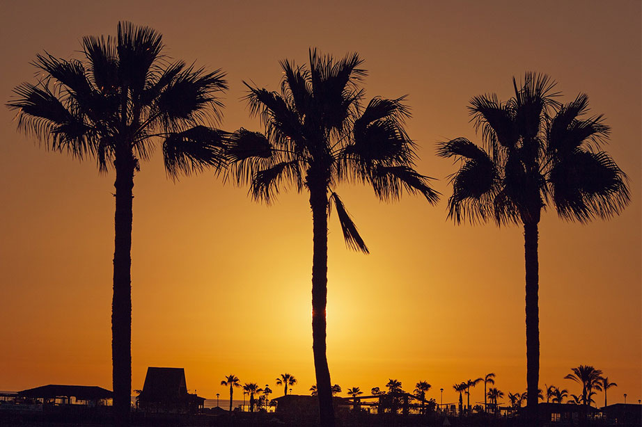 palmbomen oranje lucht zonsondergang strand