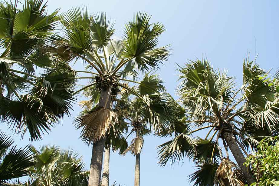 palmbomen met een helder blauwe lucht erboven