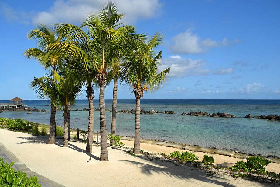 strand met palmbomen en zee