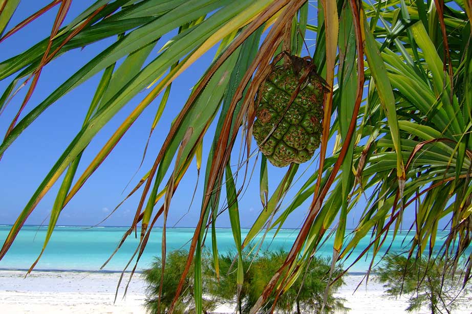 strand met palmbomen