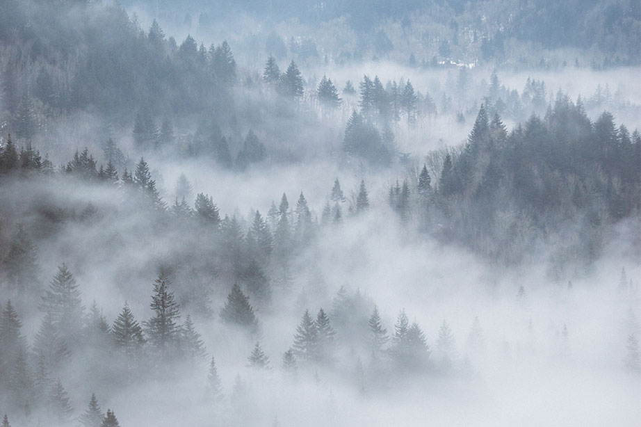 mist in de bossen