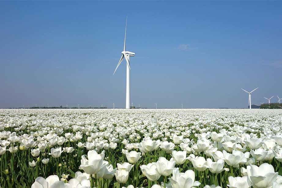 windmolen en tulpenveld bij blauwe lucht
