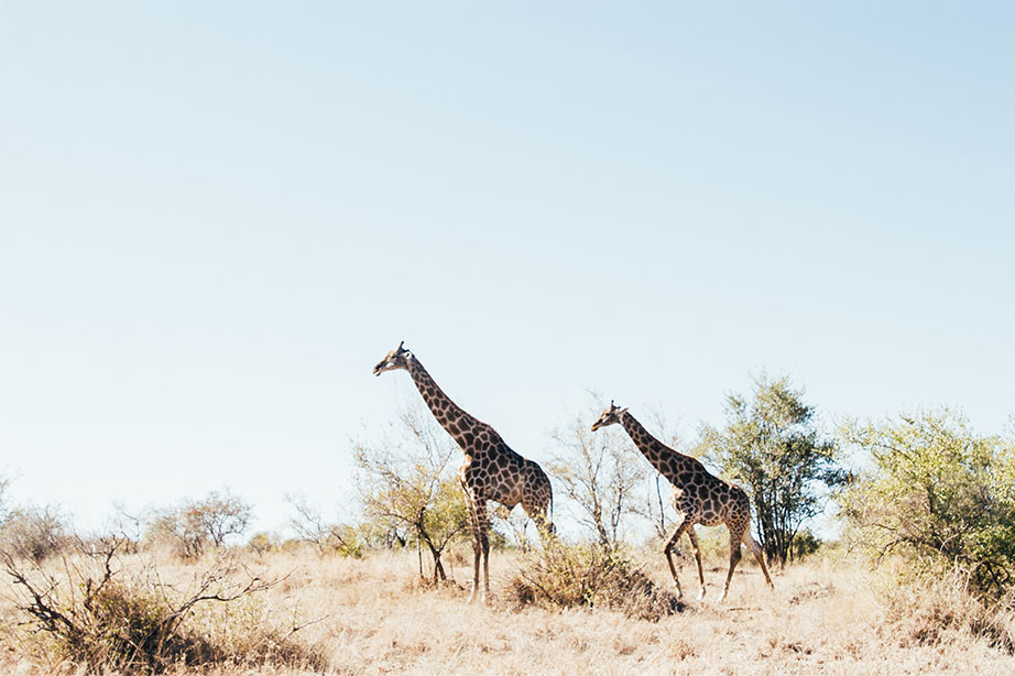 giraffen in afrika op savanne