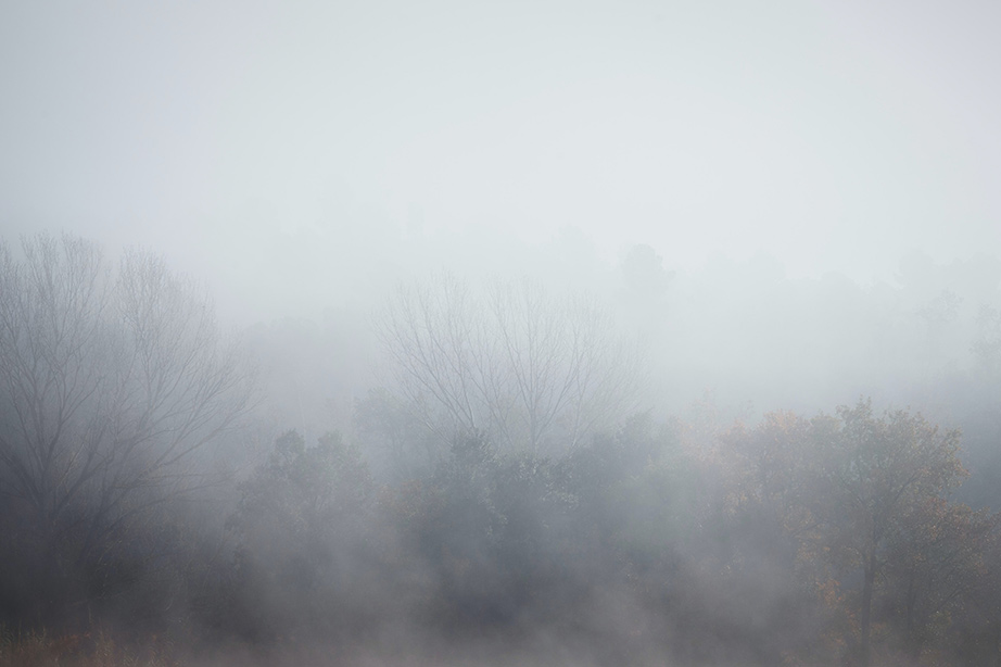 mist tussen de bomen