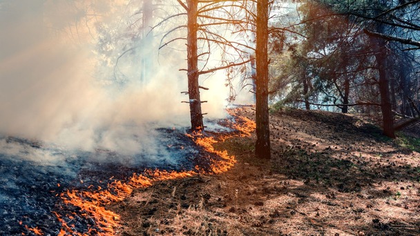 bosbrand in griekenland