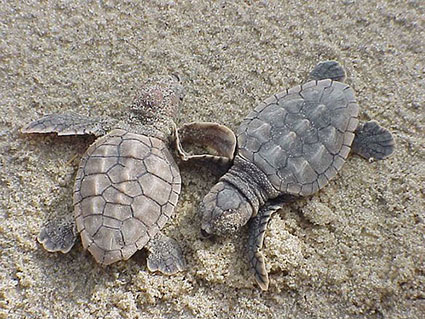 Afbeelding van twee babyschildpadden op het strand