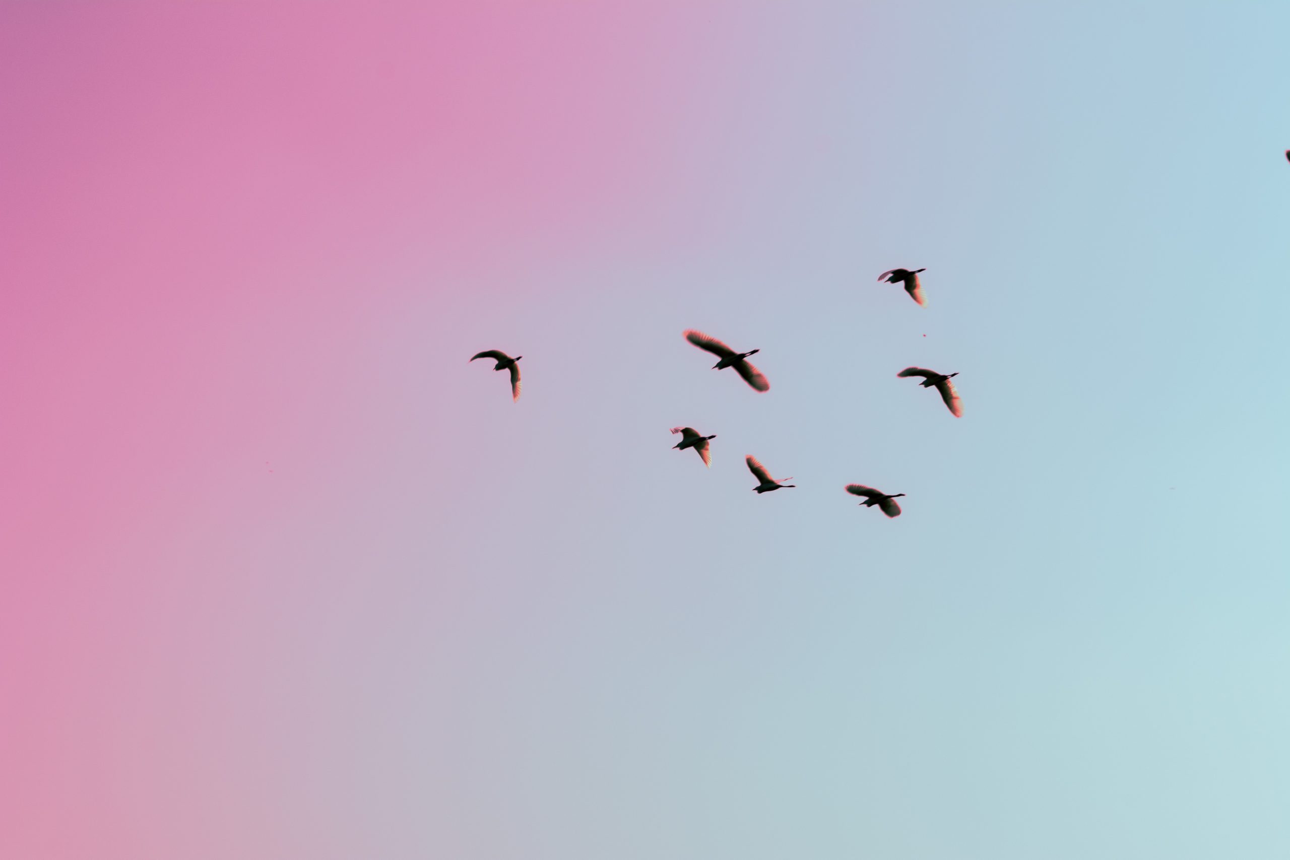 7 vogels in de lucht die paars/blauw gekleurd is