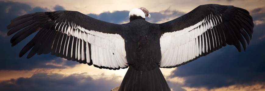 Een condor die zijn vleugels spreidt